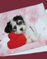 Puppy Heart Minky